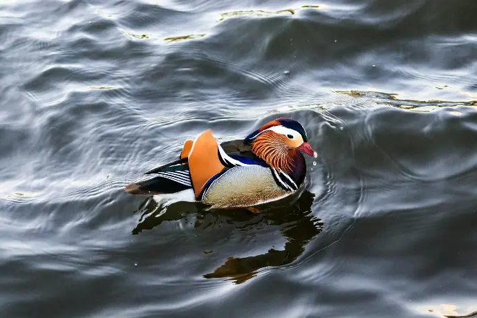 brown and white duck on water