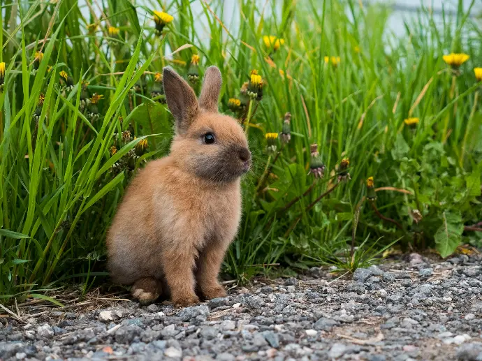 a small rabbit is sitting in the grass